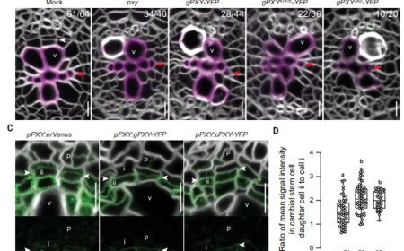 Identification of cambium stem cell factors and their positioning mechanism