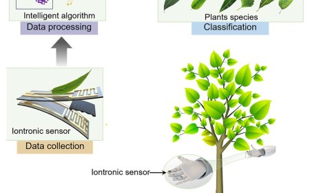 AI coupled iontronic tactile sensory system for plant species and growth-stage classification