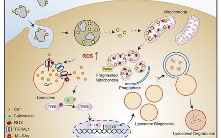 Activation of lysosomal Ca2+ channels mitigates mitochondrial damage and oxidative stress