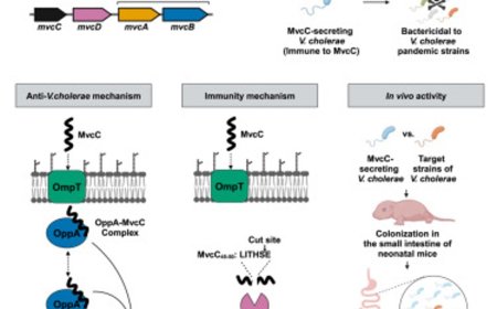 Newly discovered antimicrobial could prevent or treat cholera