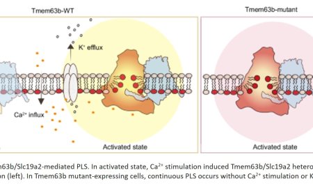 How cells regulate their membranes
