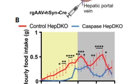 Linking liver-brain communication to daily eating patterns