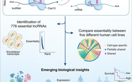Finding function for noncoding RNAs