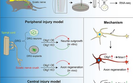 A role for oligodendrocyte transcription factor 1 (Olig1) in promoting axon regeneration