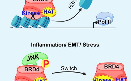 Phosphorylation by JNK switches BRD4 functions
