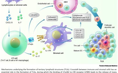 Tertiary lymphoid structures in the central nervous system