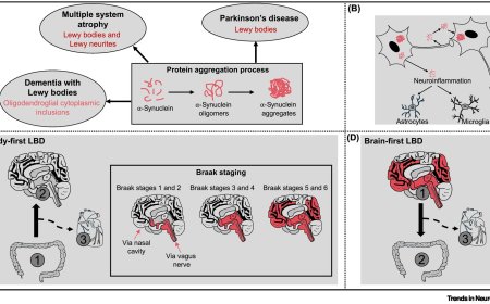Interplay between circadian dysfunction and Parkinson's disease