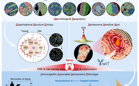 Role of immunoglobulins in aging!