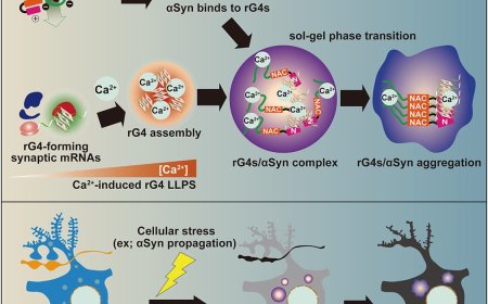 RNA G-quadruplex assembly accelerates α-synuclein phase transition and aggregation