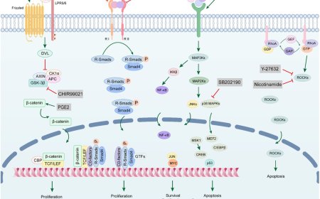 Circulating tumor cell-derived organoids
