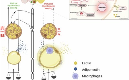 Brain-adipose tissue cross talk