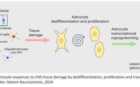 Astrocyte reprograming at the border of spinal cord injury or stroke