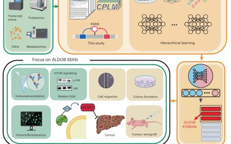 How ketogenic diet reshapes cancer metabolism