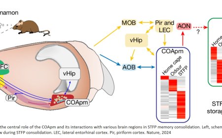 The cortical amygdala consolidates a socially transmitted long-term memory