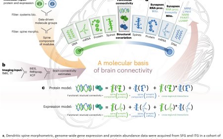 Person-to-person variability in human brain connectivity