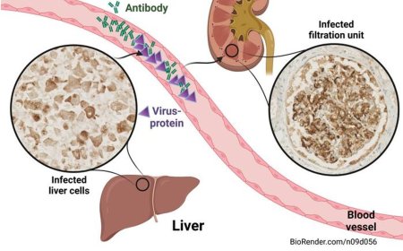 Link between hepatitis and kidney damage