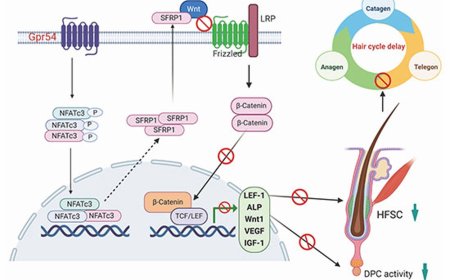 Gpr54 deletion accelerates hair cycle and hair regeneration