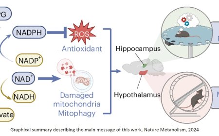 Weak neuronal glycolysis sustains cognition and organismal fitness