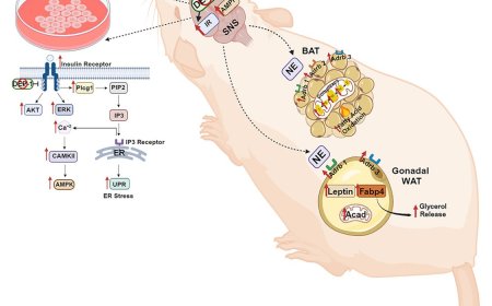 Preventing simultaneous activation of counteracting metabolic pathways