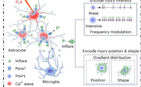 Astrocytic ATP dynamics encode injury information