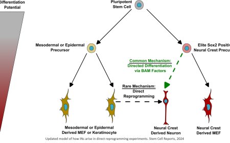 Reprogrammed neurons from skin neural crest precursors