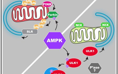 Opposing roles for AMPK in regulating distinct mitophagy pathways