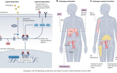 Androgen receptor signalling in non-prostatic malignancies