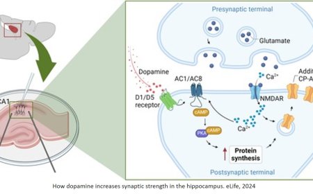 How neurotransmitter dopamine form long-term memories!