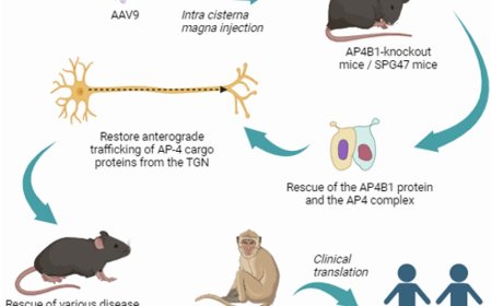 Gene replacement therapy for hereditary spastic paraplegia type 47