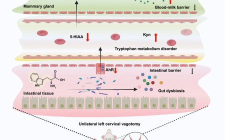 Role of gut microbiota in vagotomy induced mastitis in mice