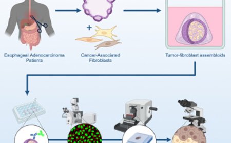 Interrogating tumor microenvironment in esophageal adenocarcinoma using assembloid cultures