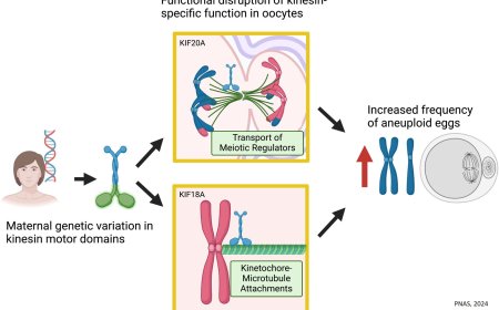 A genetic variant tied to miscarriages