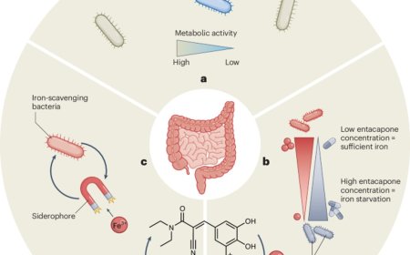 Starving gut microbes of iron by Parkinson’s drug