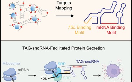 snoRNA-facilitated protein secretion