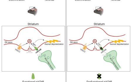 Acetylcholine - dopamine interaction dysregulated in mouse model of autism spectrum disorders