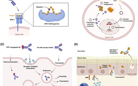 Strategies to boost antibody selectivity in oncology