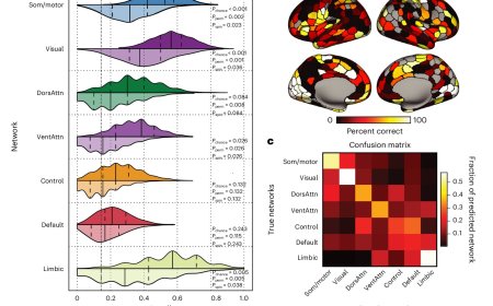 How cell types shape human brain networks