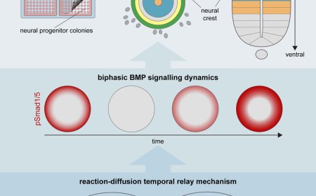 Signaling dynamics in developing neural tube
