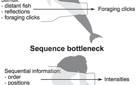 A sequence bottleneck for animal intelligence and language?