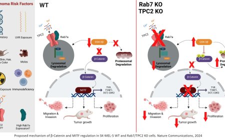 Key mechanism in development of skin cancer identified!