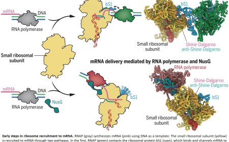Molecular basis of mRNA delivery to the bacterial ribosome