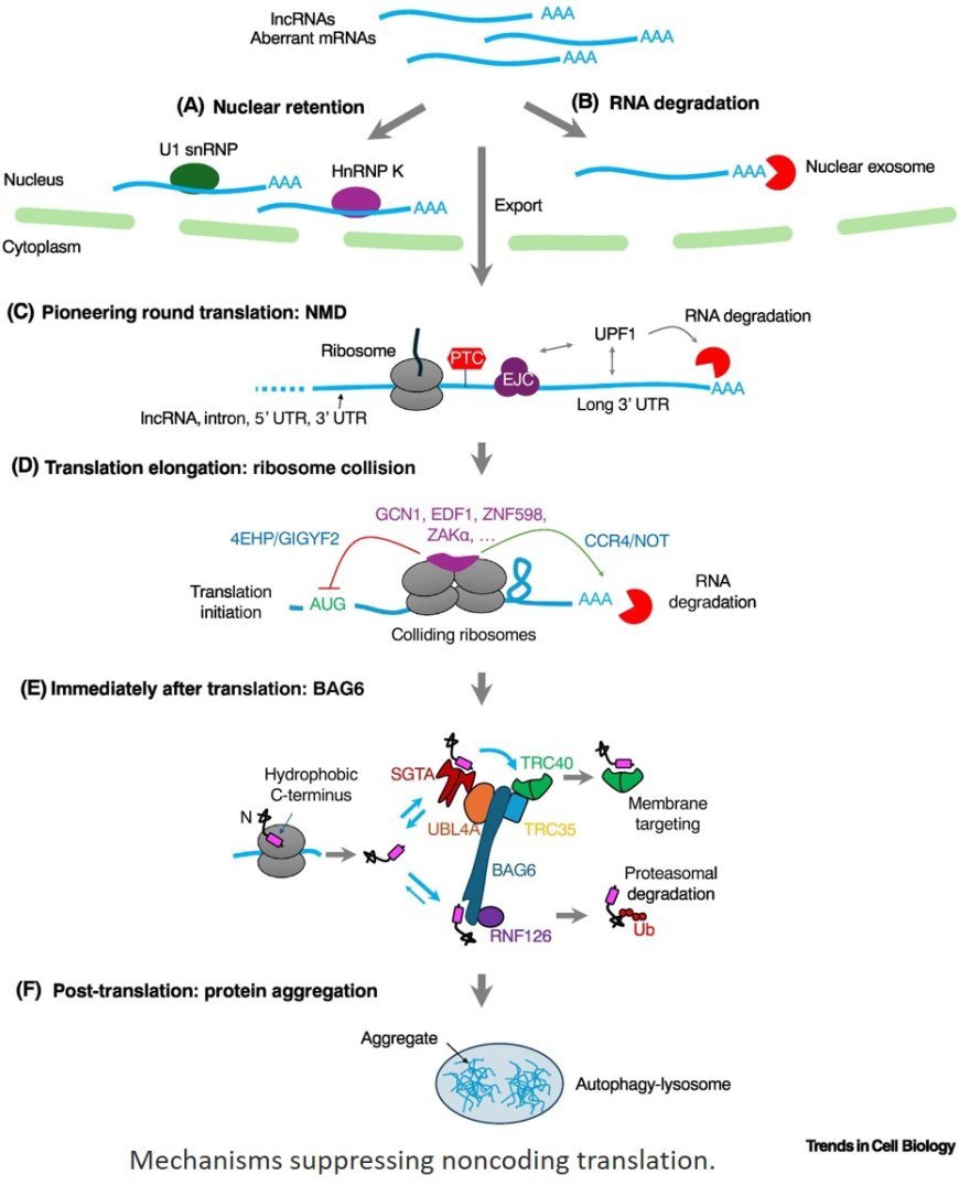 Mechanisms suppressing noncoding translation