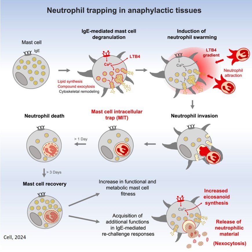 Neutrophil trapping and nexocytosis, mast cell- mediated processes for inflammatory signal relay