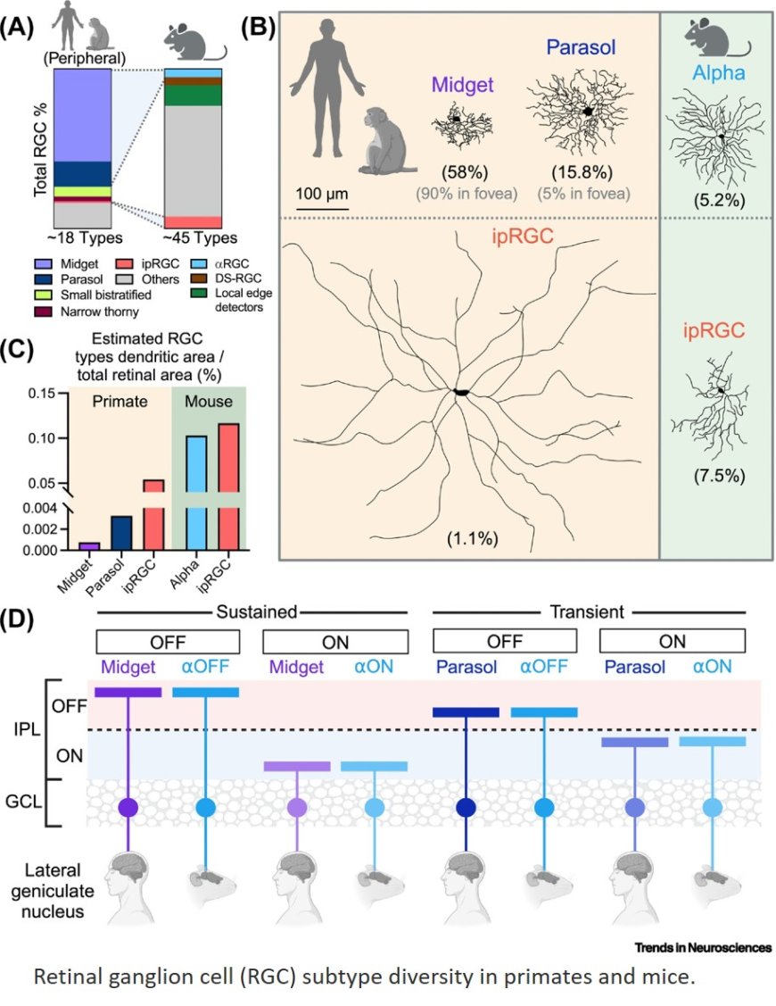 Retinal ganglion cell circuits and glial interactions in humans and mice