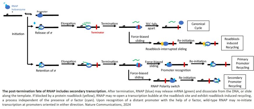 Force and the α-C-terminal domains bias RNA polymerase recycling