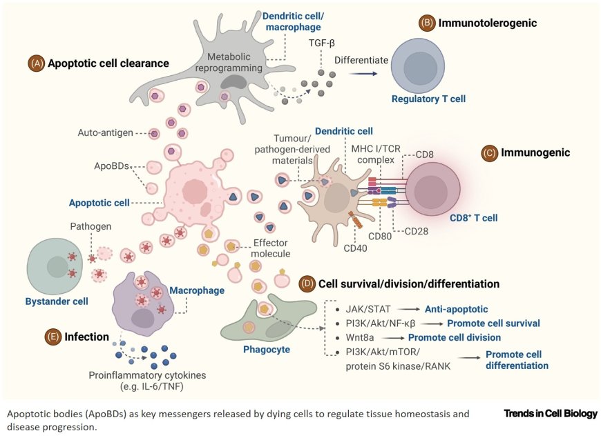 Extracellular vesicles from the dead: the final message