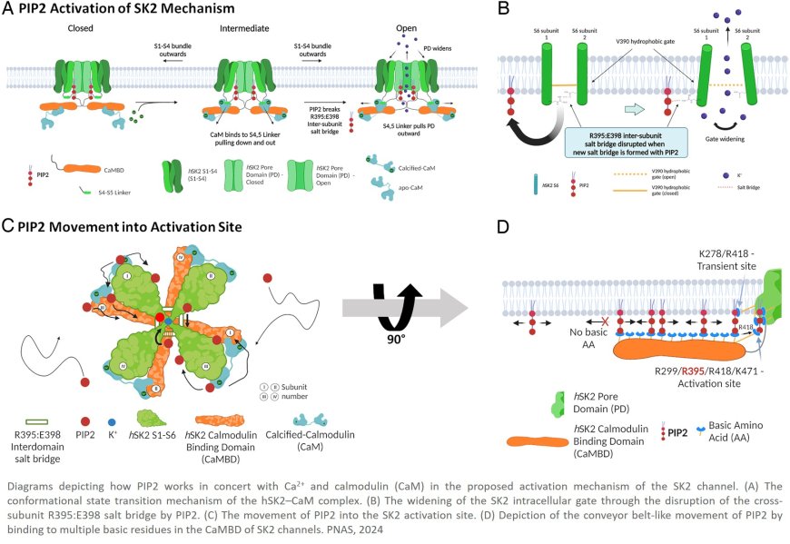 Atomistic mechanisms of the regulation of small-conductance Ca2+-activated K+  channel (SK2) by PIP2