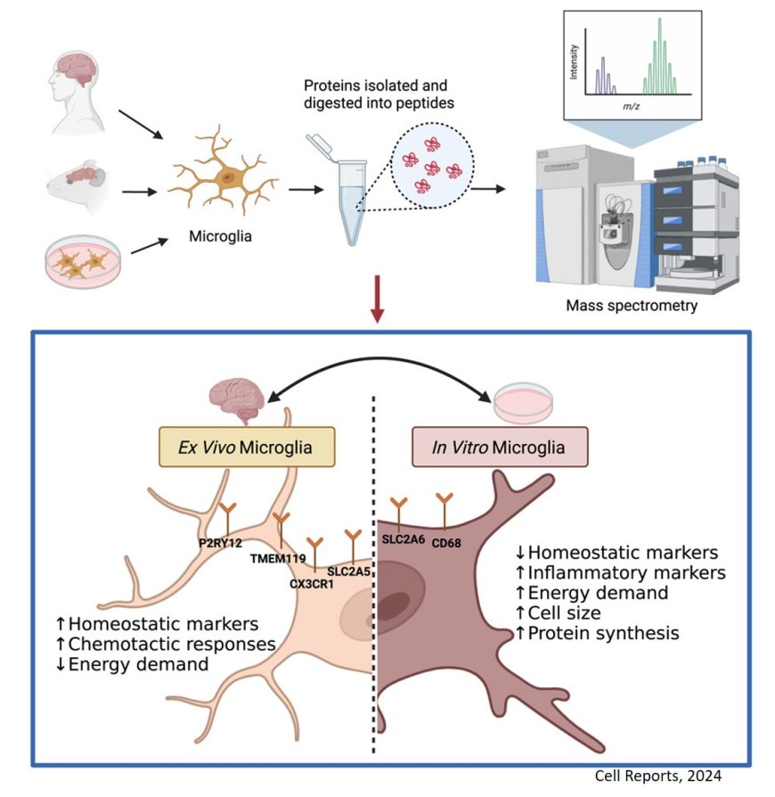 Biological differences between microglial model systems