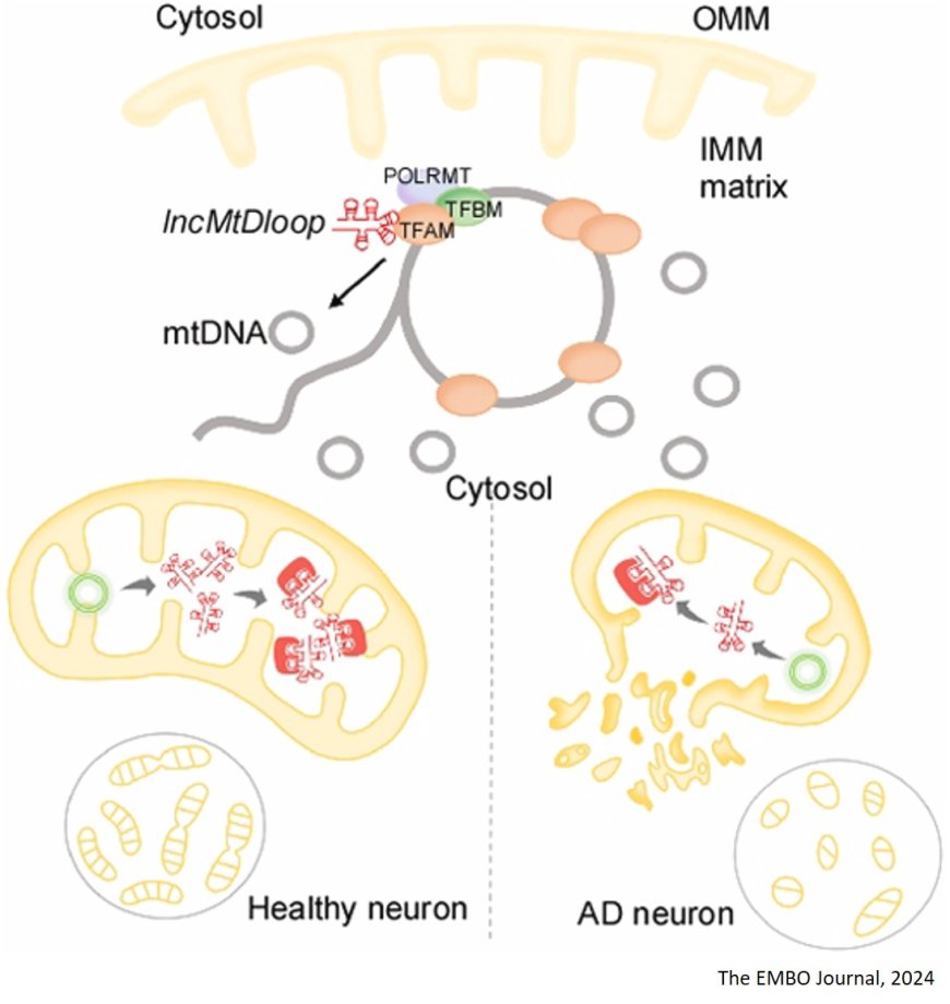 The mitochondrial long non-coding RNA suppresses Alzheimer’s disease