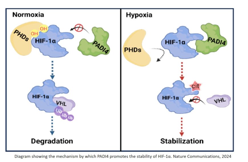 Stabilizing HIF-1α by citrullination promotes tumor progression